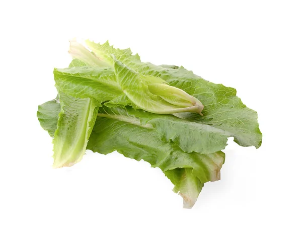 Verse Romaine Sla Cos Sla Rode Groene Eiken Blad Sla — Stockfoto