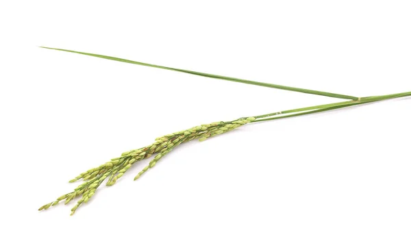 Arroz Con Cáscara Verde Aislado Sobre Fondo Blanco —  Fotos de Stock