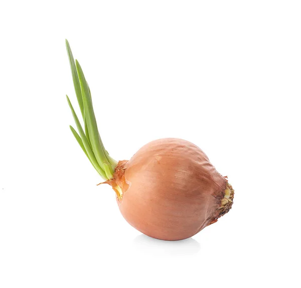 Ripe Onion Close White Background — Stock Photo, Image