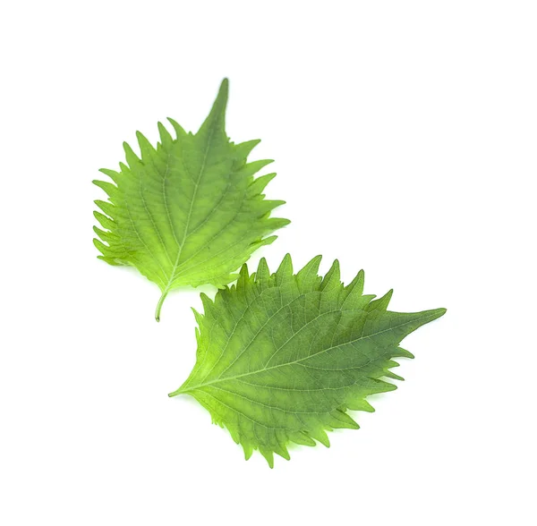 Frisches Grünes Shisoblatt Auf Weißem Hintergrund — Stockfoto