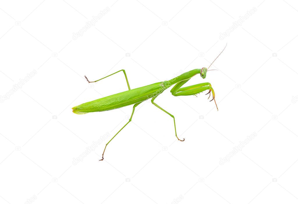 Grasshopper isolated on white background.