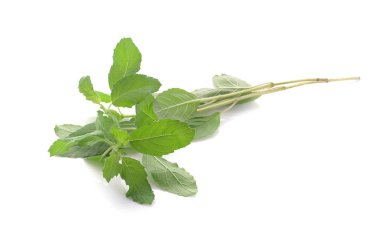 beyaz zemin üzerine kutsal fesleğen