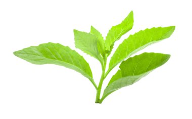 Beyaz arkaplanda taze yeşil yaprak.