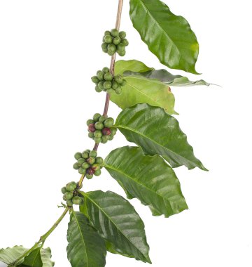 kahve kiraz izole beyaz arka plan üzerinde