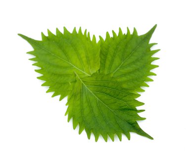 Beyaz arka plan üzerinde shiso yaprak