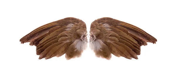 Крылья Ангела Белом Фоне — стоковое фото