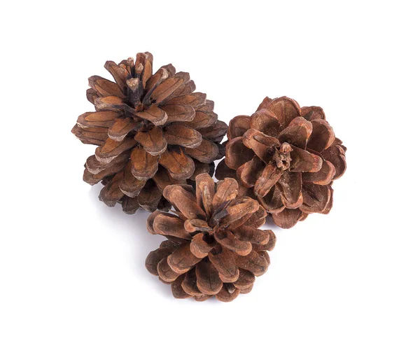 Pine Cone White Background — Stock Photo, Image