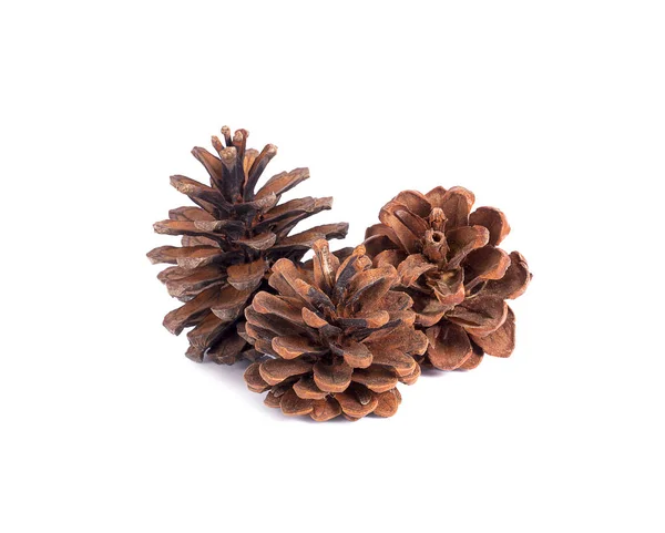 Pine Cone White Background — Stock Photo, Image