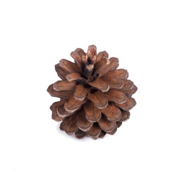 Beyaz arkaplanda çam kozalağı 