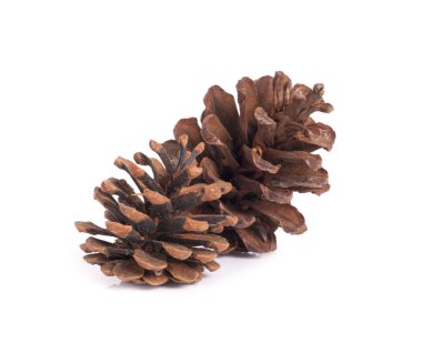 Beyaz arkaplanda çam kozalağı