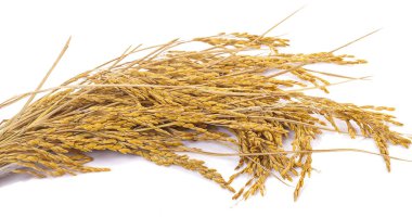 izole sarı çeltik pirinç