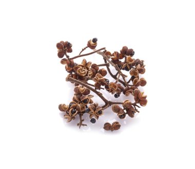 Beyaz arka planda Zanthozylum limonella Alston