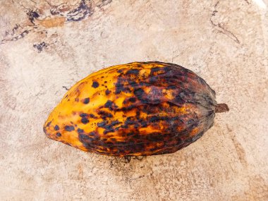 Beyaz arkaplanda kakao kabuğu.