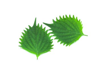 Beyaz arka plan üzerinde shiso yaprak