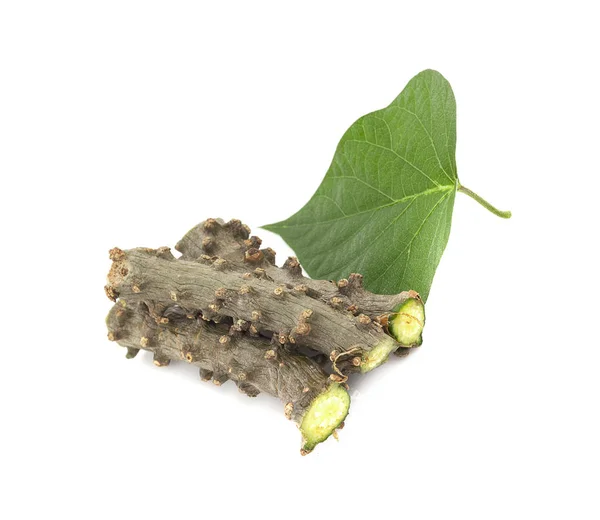 Tinospora Cordifolia Ört Isolerad Vit Bakgrund — Stockfoto