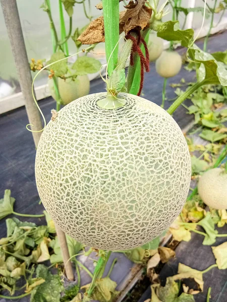 Fresh melons or green melons or cantaloupe melons plants growing in greenhouse