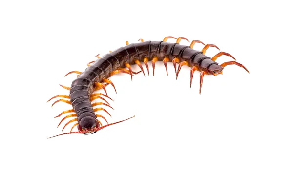 Centipede White Background — Stock Photo, Image
