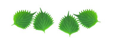 Beyaz arka plan üzerinde shiso yaprak