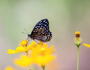 kelebek ve çiçek bir izole