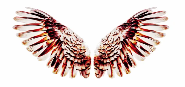 Крылья Ангела Изолированы Белом — стоковое фото