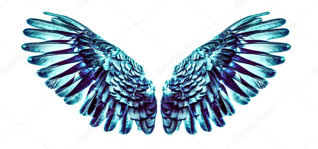 Angel wings an isolated on white