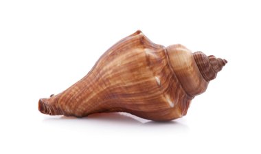 Deniz kabukları izole beyaz bir arka plan üzerinde