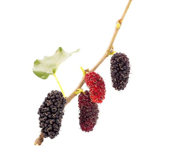 Faeper Gyümölcs Eperfa Levél Egészséges Eperfa Gyümölcs Élelmiszer Elszigetelt Fehér — Stock Fotó