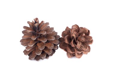 Beyaz arkaplanda çam kozalağı