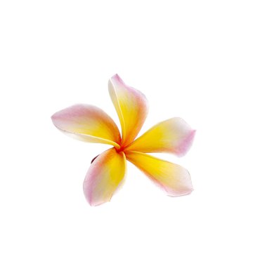 Frangipani çiçeği beyaza izole edilmiş.