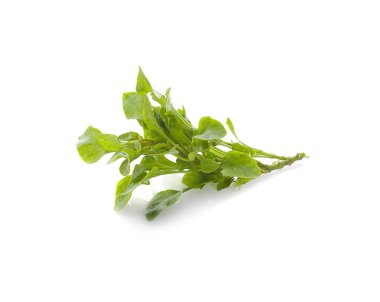 Beyaz arkaplanda su teresi izole edildi