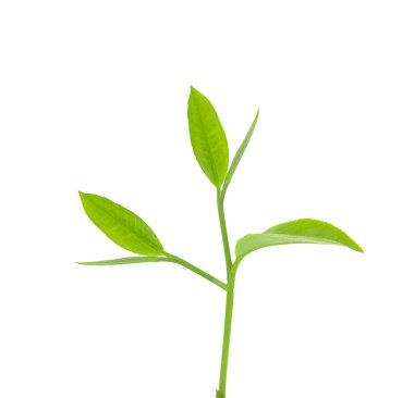 Beyaz arkaplanda yeşil çay yaprağı 