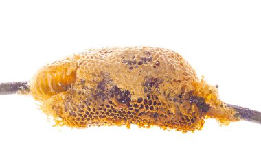 Dalı izole / tam yuva arı kovanı vahşi petek petek 