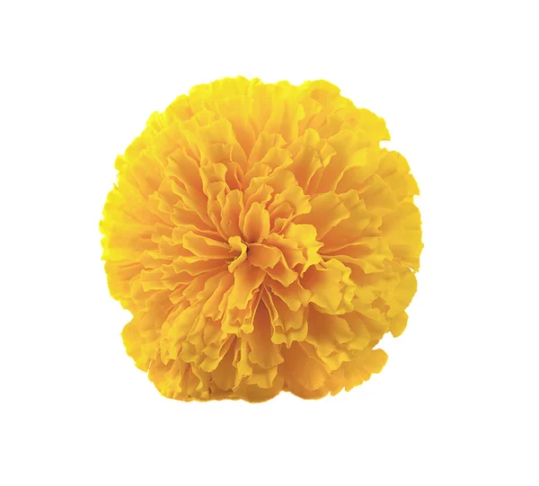Красива помаранчева квітка чорнобривця ізольована на білому тлі — стокове фото