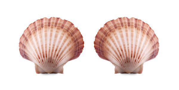 Морская раковина изолированы на белом фоне