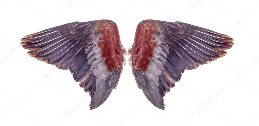 Angel wings isolated on white background