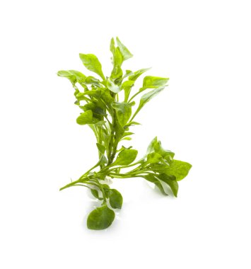 Beyaz arkaplanda su teresi izole edildi