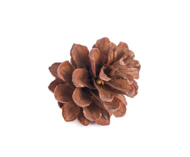 Beyaz arkaplanda çam kozalağı