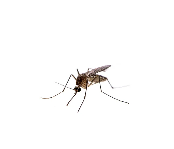 Mosquito aislado sobre fondo blanco — Foto de Stock