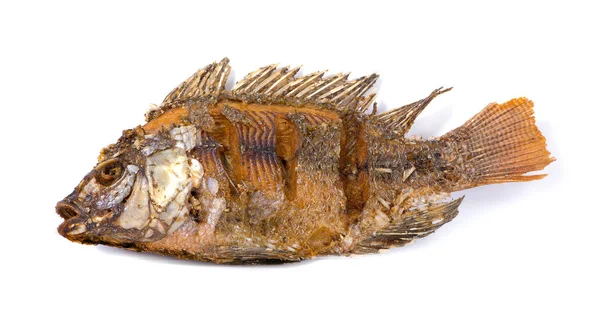 Fried Tilapia fish fried isolated on white background — Stock Photo, Image