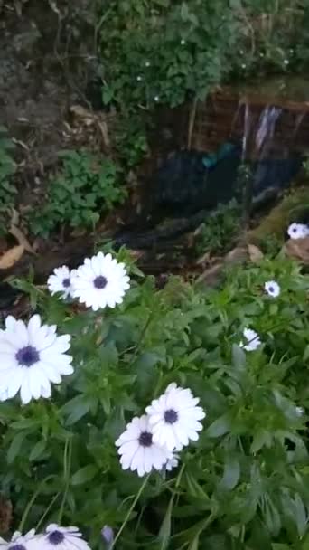 Fluxo Natural Com Flores Brancas — Vídeo de Stock