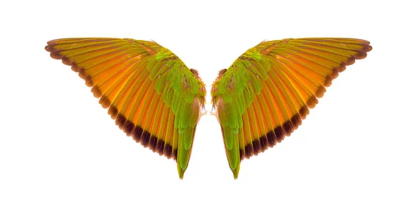 Vleugels van vogels op witte bacground — Stockfoto