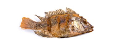 Kızarmış Tilapia balığı, beyaz arka planda izole edilmiş.