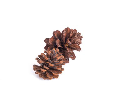 Beyaz arkaplanda çam kozalağı 