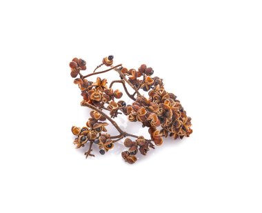 Beyaz arka planda Zanthozylum limonella Alston