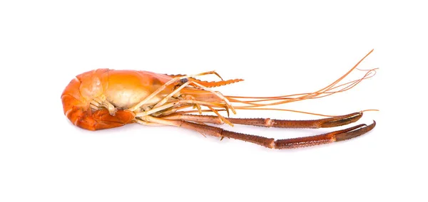 Crevettes fraîches isolées sur fond blanc — Photo