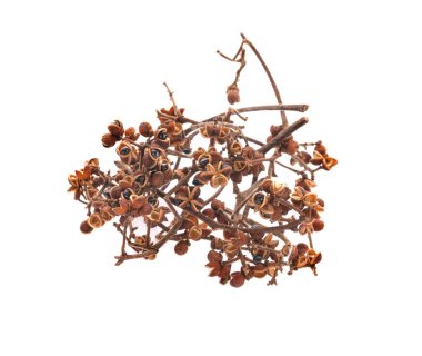 Beyaz arka planda Zanthozylum limonella Alston 