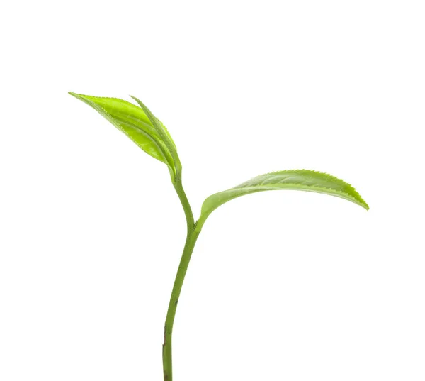 Zielona herbata liście izolowane na białym tle — Zdjęcie stockowe