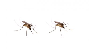 Mosquito isolated on white background clipart