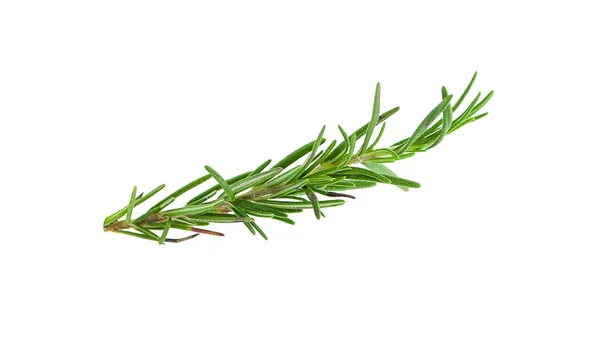 Fresh green sprigs of rosemary isolated on a white background — Stock Photo, Image