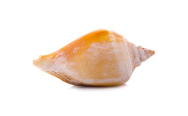  Beyaz arkaplanda deniz kabuğu izole